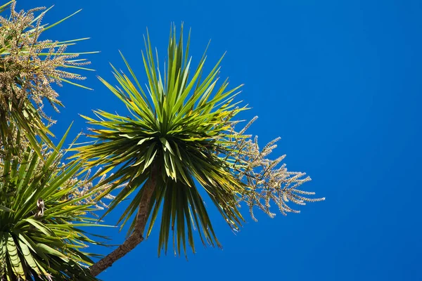 Palmboom tegen blauwe lucht — Stockfoto