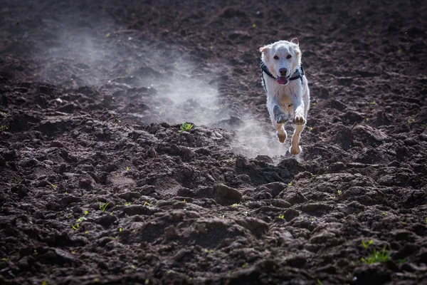 Perro corre a toda velocidad —  Fotos de Stock