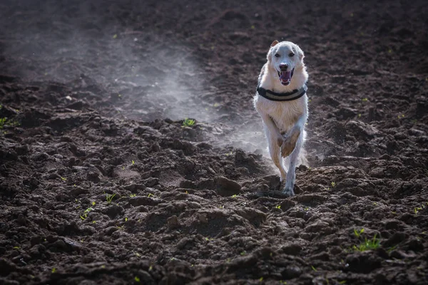 Perro corriendo sobre el campo —  Fotos de Stock
