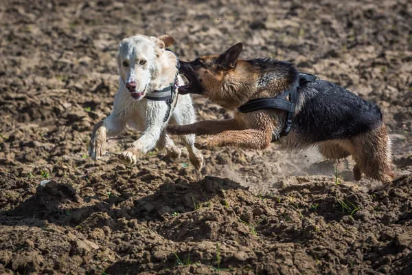 Шепард нападает на другую собаку — стоковое фото