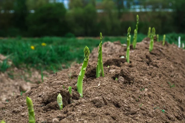 Gli asparagi crescono sul campo — Foto Stock