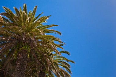 Mavi gökyüzü hurma