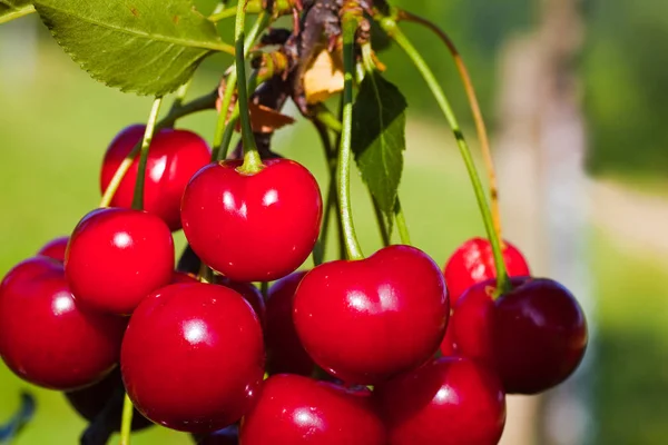 Cerises sur un arbre — Photo