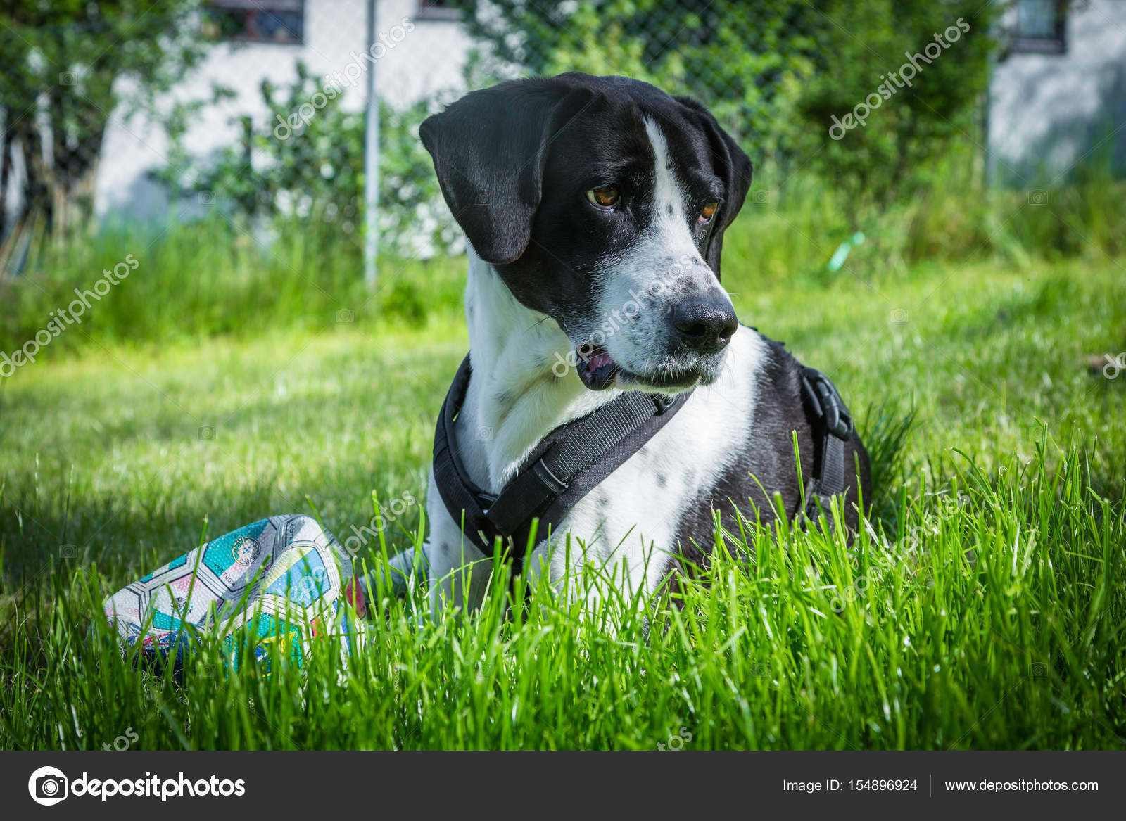 Chien De Chasse Noir Et Blanc Photographie Ms Grafixx