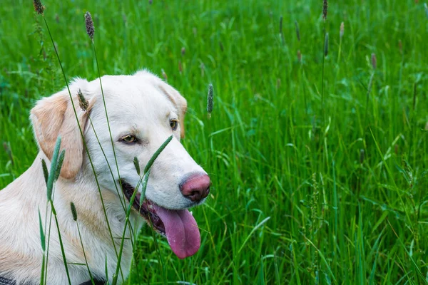 Retrato de perro de cerca —  Fotos de Stock