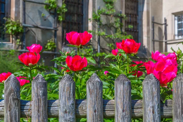 Zaun mit Blumen — Stockfoto