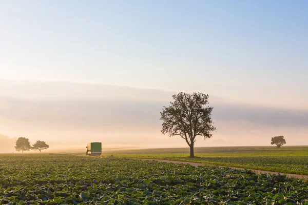 Trattore sui campi di moning — Foto Stock