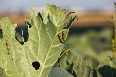 Tırtıllar lahana yaprağı üzerinde
