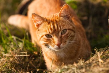 Genç kırmızı kedi portresi