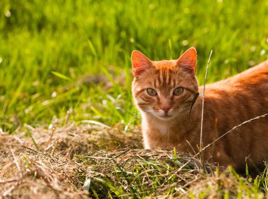 Kızıl bir kedinin portresi