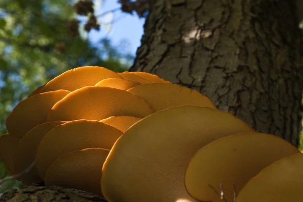 Желтый гриб растет на дереве — стоковое фото