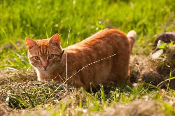 Haustier jagt auf einer Wiese — Stockfoto