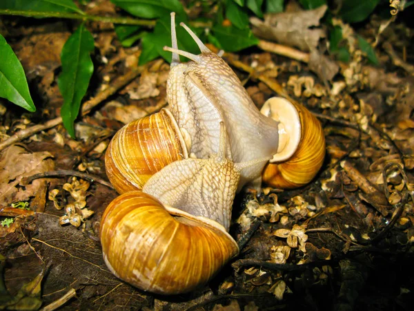 Snails makeing love — Stock Photo, Image