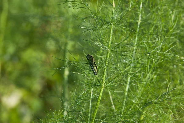 Caterpillar yeşil bitki üzerinde
