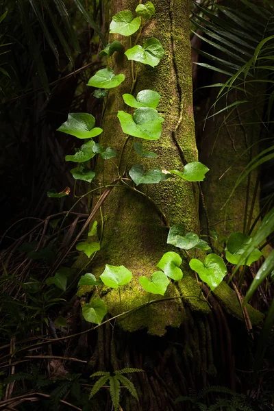 Ivy vyrůstá kmen stromu — Stock fotografie