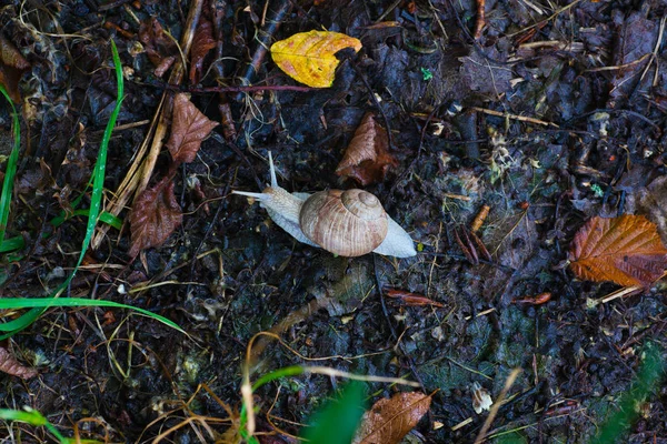 Escargot sur sol mouillé — Photo