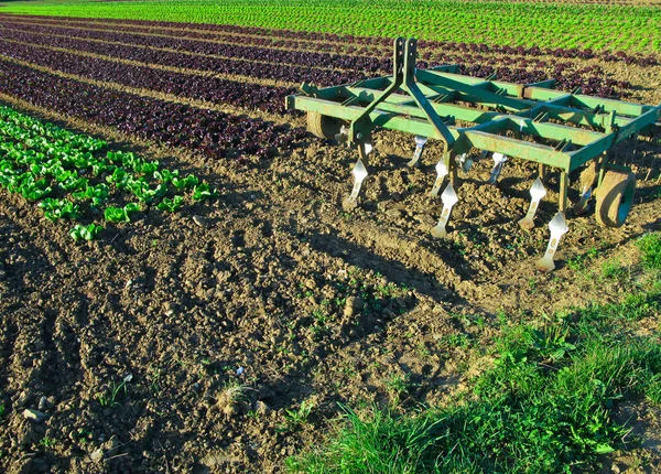 Salad rows with plow — Stock Photo, Image