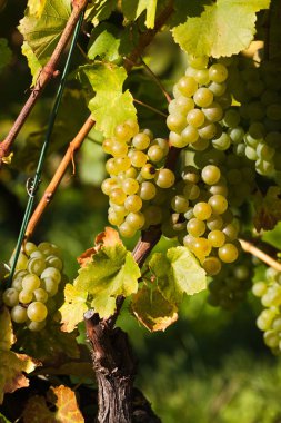 ayrıntılı beyaz üzüm