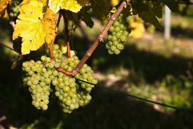 beyaz üzüm hasat önce