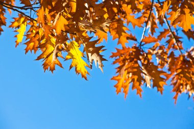 sonbahar yaprakları ve mavi gökyüzü