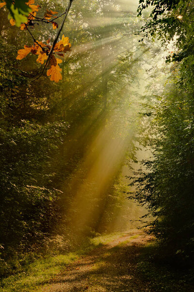 Sunrays in foggy autum forrest
