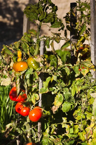 Reife Tomaten im Detail — Stockfoto