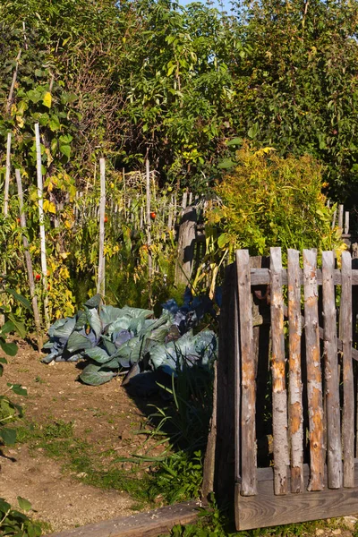 Giardino biologico in dettaglio — Foto Stock