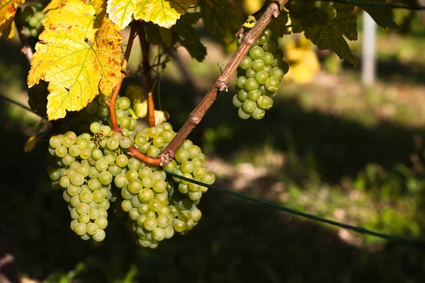 beyaz üzüm hasat önce