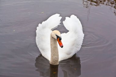 Göldeki beyaz kuğu