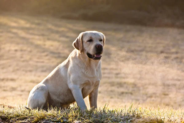 Beyaz labrador köpek bir çayır üzerinde