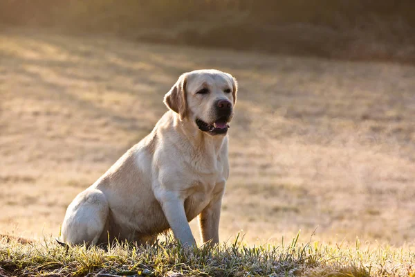 풀밭에 화이트 래브라도 개 — 스톡 사진