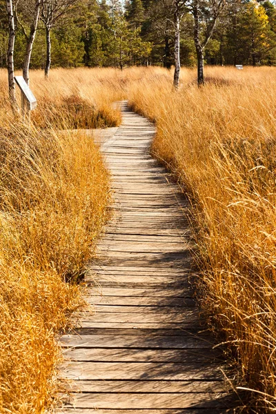 Pathway through the swamp — Stock Photo, Image