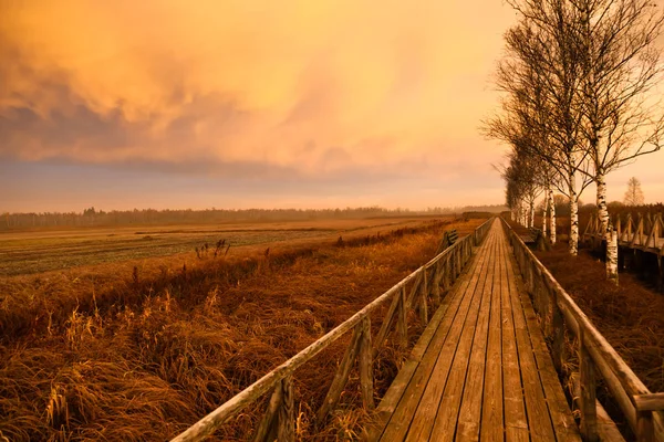 Way throug the reed gras in the morning — Stock Photo, Image