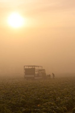 Sabahları sahada traktör