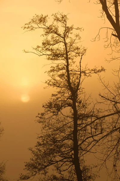 Sunrise on a foggy day — Stock Photo, Image