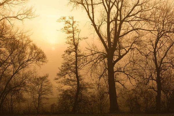 Sunrise background with fog — Stock Photo, Image