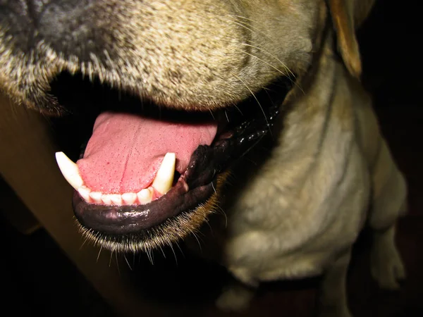 Dogs mouth with teeth — Stock Photo, Image