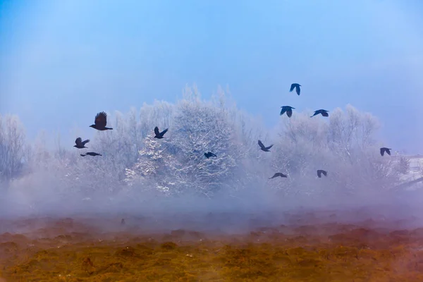 Kråkorna flyger i dimmiga landskap — Stockfoto