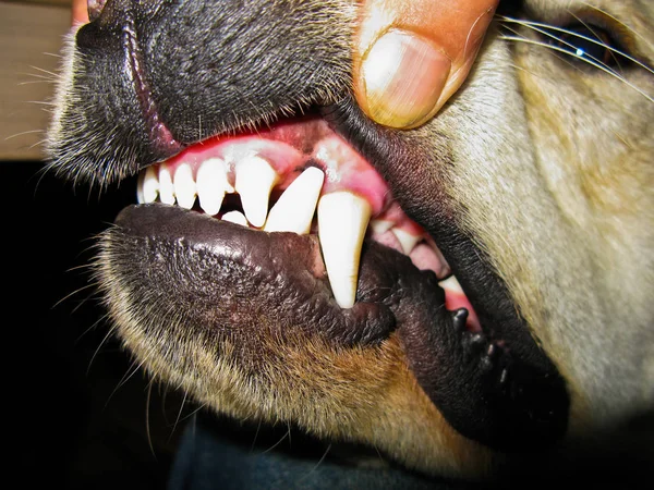 Fangs of a dog — Stock Photo, Image