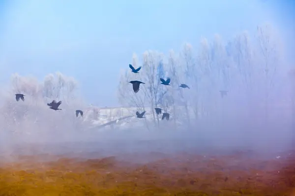 Kråkor på vintern — Stockfoto