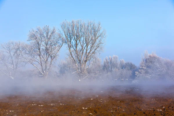 Foggy day in winter — Stock Photo, Image