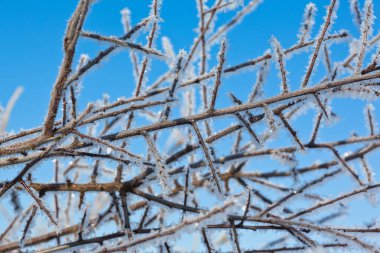 Ağaç dallarında donma