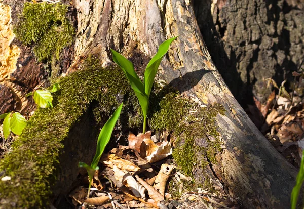 Άγριο σκόρδο φυτό στο δάσος — Φωτογραφία Αρχείου