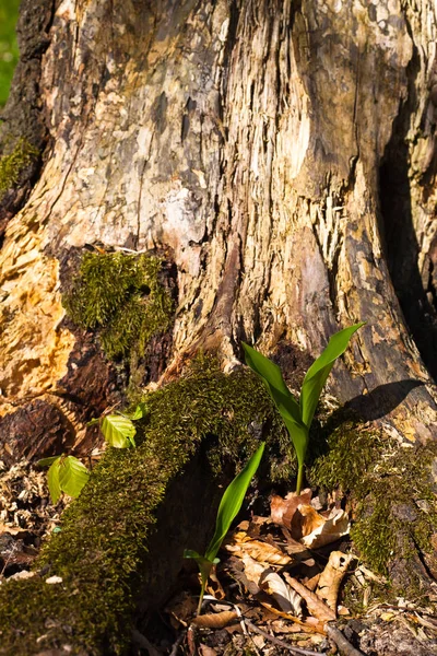 Aglio selvatico cresce nella foresta — Foto Stock