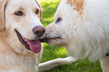 iki köpek dostu vardır