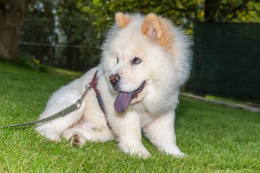Chow chow pet Bahçe