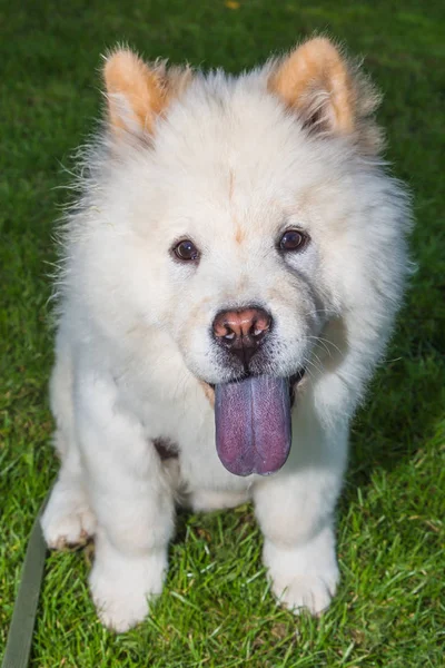 Chow Chow with blue tongue — Stock Photo, Image