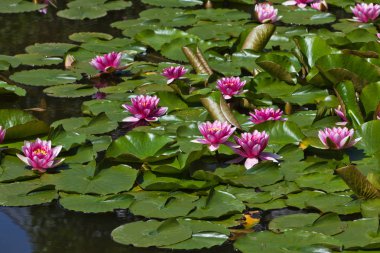 Gölette çiçek açan zambaklar