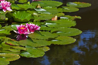 Nilüferler Bahçe gölet