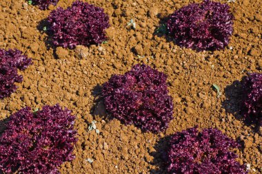 Bahçedeki lollo rosso salata